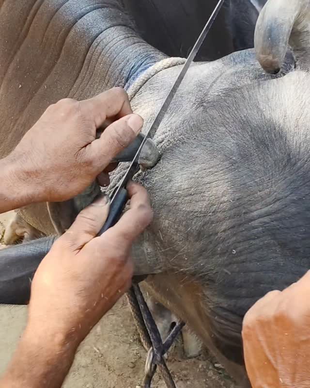 अद्भुत कारीगर वायरल वीडियो #shortsfeed #viralvideo #animals #reelsviralシ #shorts