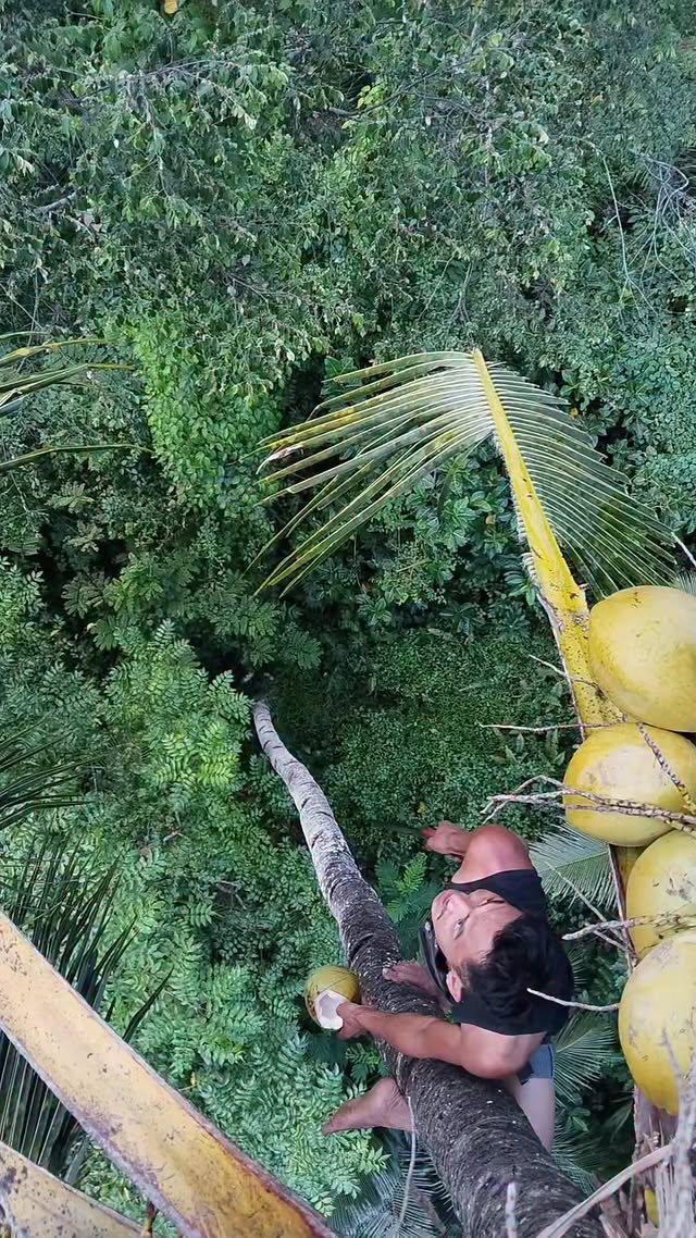 Makan kelapa di pohon