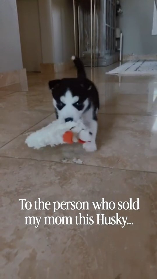 Ordered a Husky… got the Temu version 🤣 All jokes over here, we love our Kaia girl! She was given to…