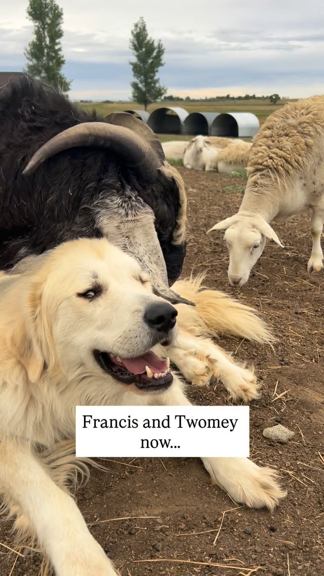 Three years ago, our son Henry rescued twin goats from a livestock auction facility. They had just b…