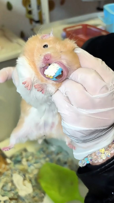 No vas a creer lo que este hámster escondió en su mejilla #hamster #mascotas #animales #curiosidades…