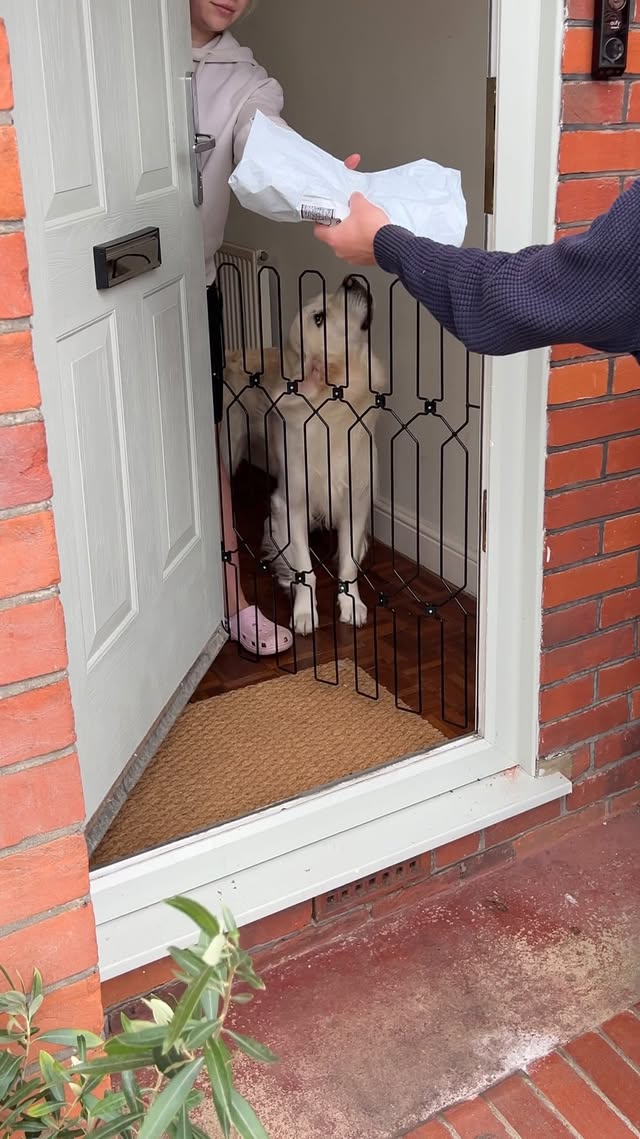 Making every parcel delivery seamless 🛡️📦 No escapes. No chaos. Just calm at the door. #petsafety #p…