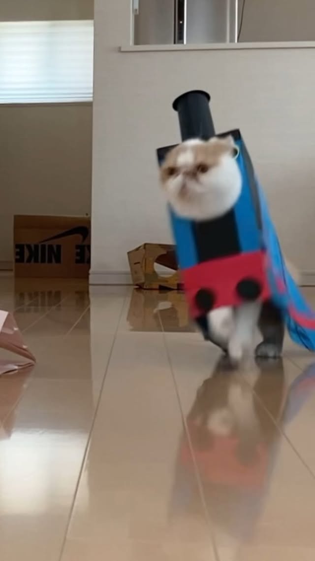 荒ぶるシリーズファンに捧ぐ 　 ⚠︎無断転載禁止⚠︎ #袋猫 #紙袋猫 #bagcat #catwalk #igerscat