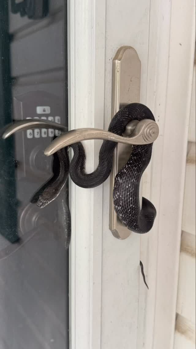 This snake ate the baby birds living in my wreath. #Snake #finch