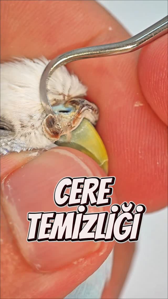 CERE TEMİZLİĞİ 👨🏻‍⚕️ Sağlıklı günler ve kanat dolu mutluluklar dilerim. Kuş Veteriner Kliniği Veteri…