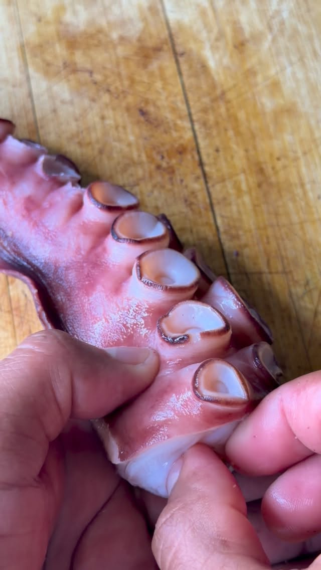 Pobrecito, gran estaca se había comido, pero le ayudamos salvando la vida marítima