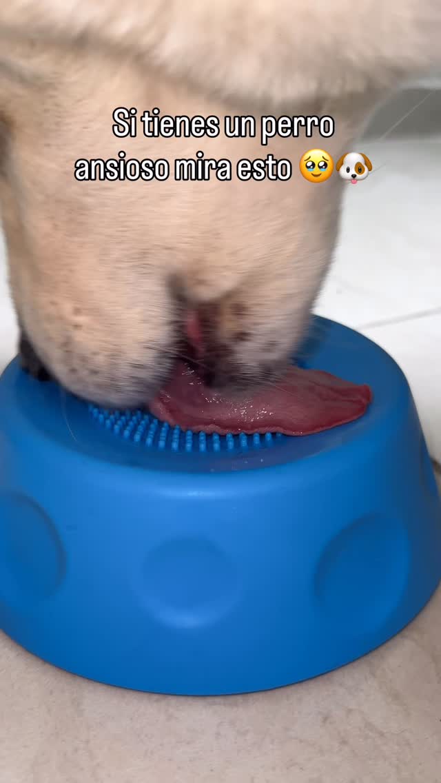 Bol para perros, calma su ansiedad y estimula su mente 🐶🧠 #perros #perrossanos #mascotas #SaludCanin…