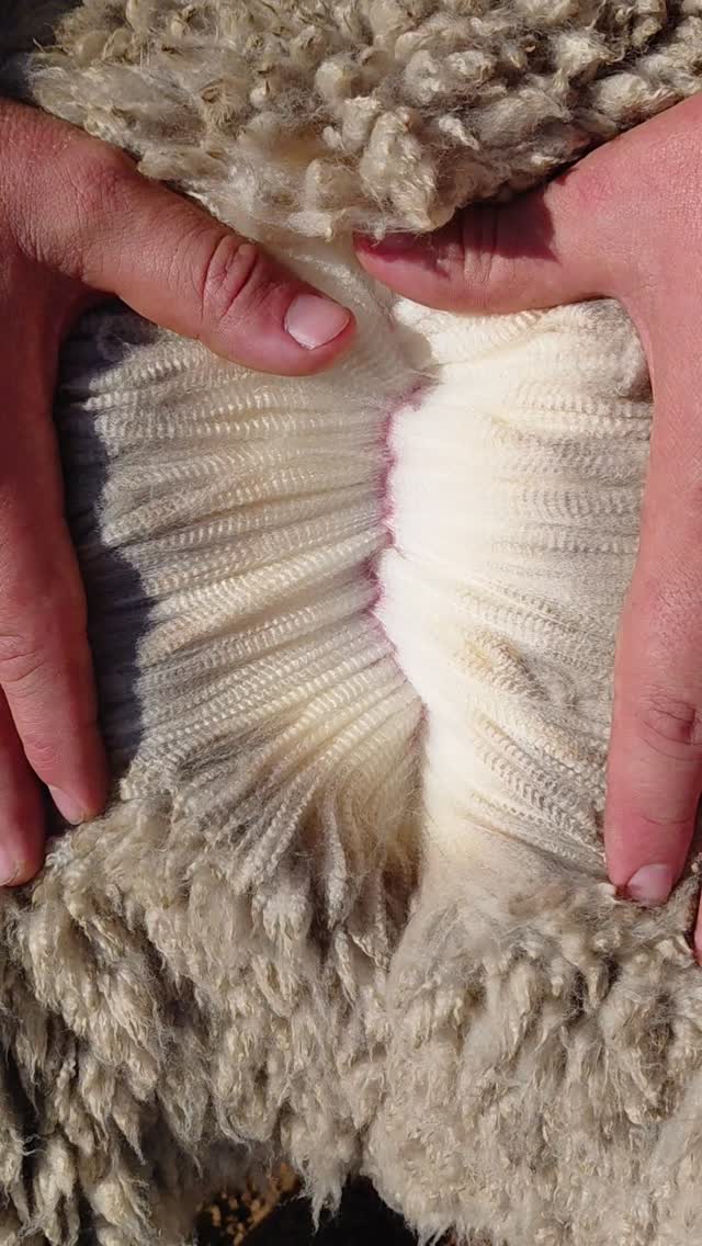 Professionele dienste, tevrede boere 🐑 Die laaste bietjie afskeer voor dit regtig koud begin raak ☃️…