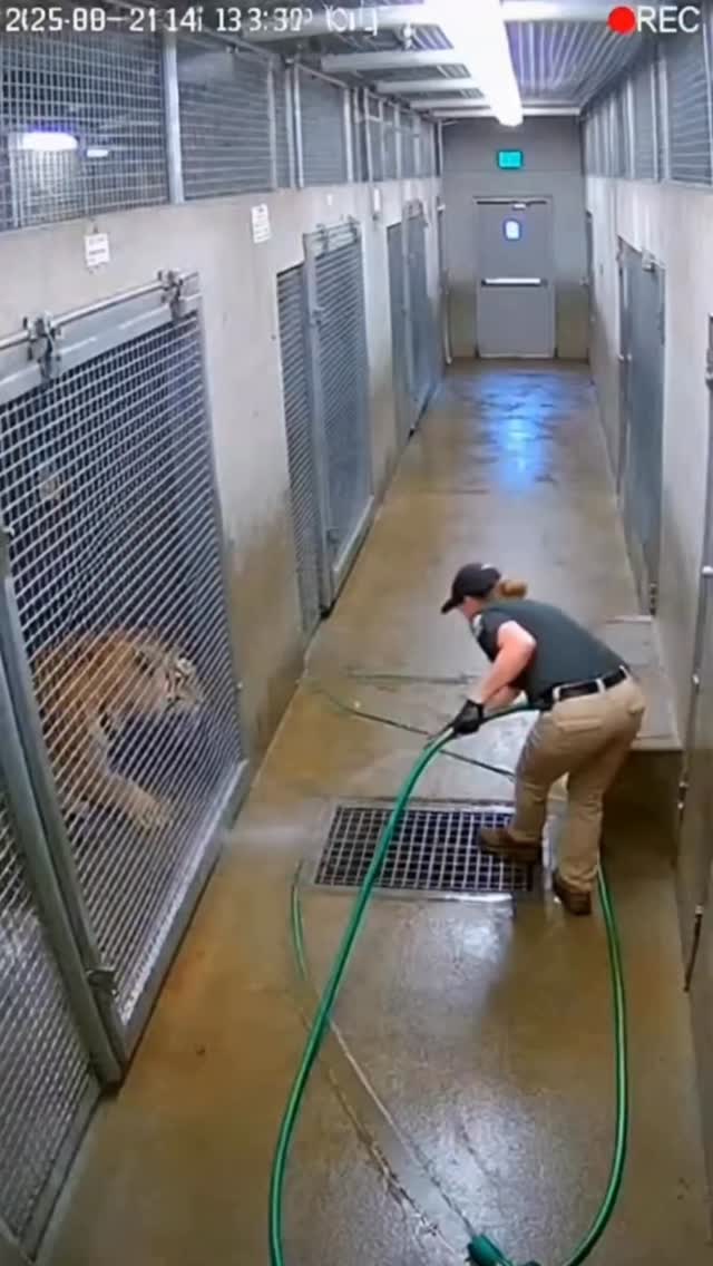 ZOO - Vídeo assustador com tigre viraliza, mas análise aponta inconsistências Um vídeo que circula n…