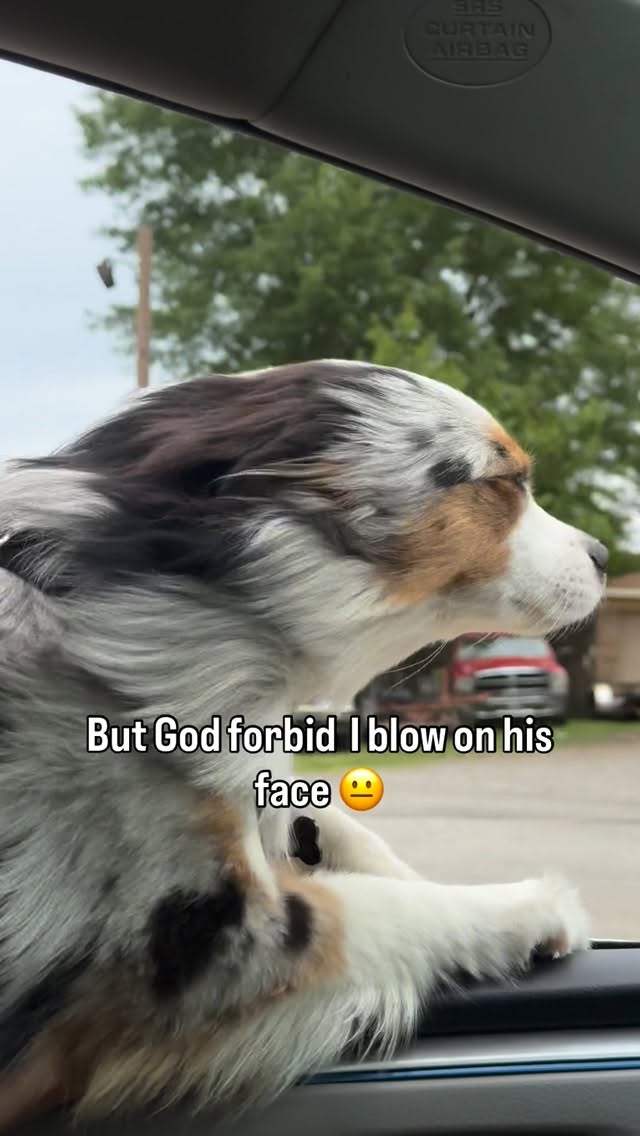 Can someone explain? 😐 #miniaussie #povdog #aussielife #fluffymenace #puppyenergy