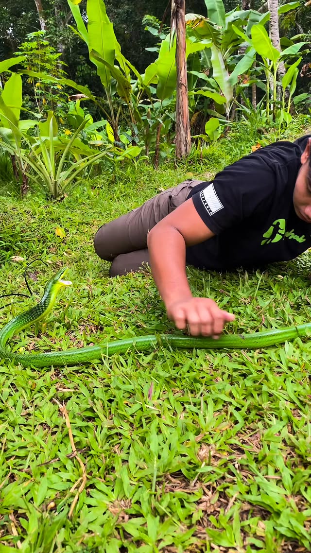 Akhinyaaaa…… #ular #snake #reptil #fyp #Real