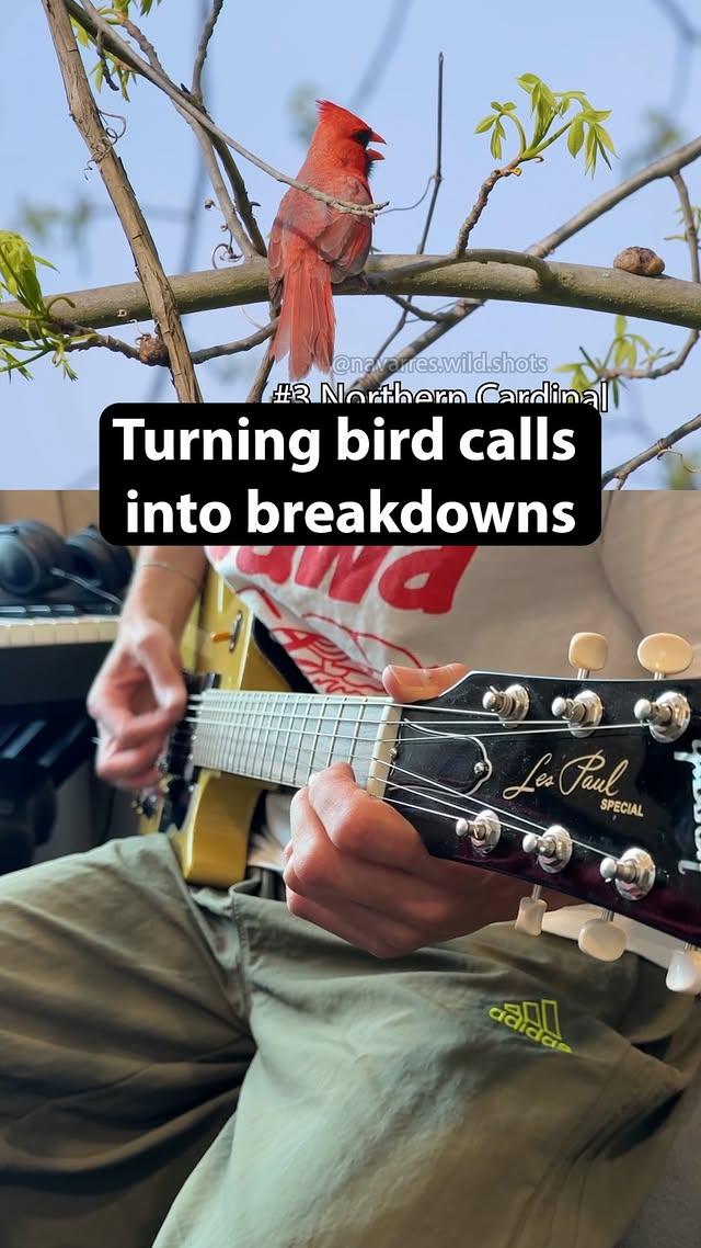 Turning bird calls into breakdowns Bird footage by @navarres.wild.shots #metal #breakdown #birds