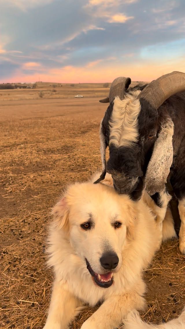 Happy Tuesday from the ranch! The animals and I are sending you love 🤍 It’s been a busy start to our…