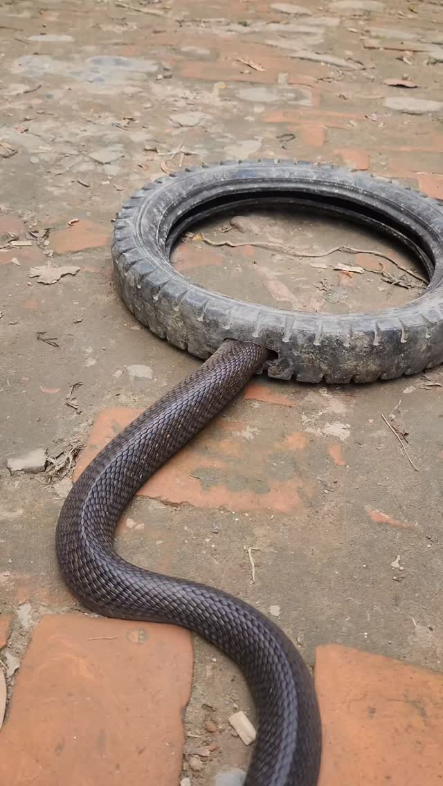 অনেক বড় সাপ 🐉🤣🤣 #snake #reels #rescue #foryou