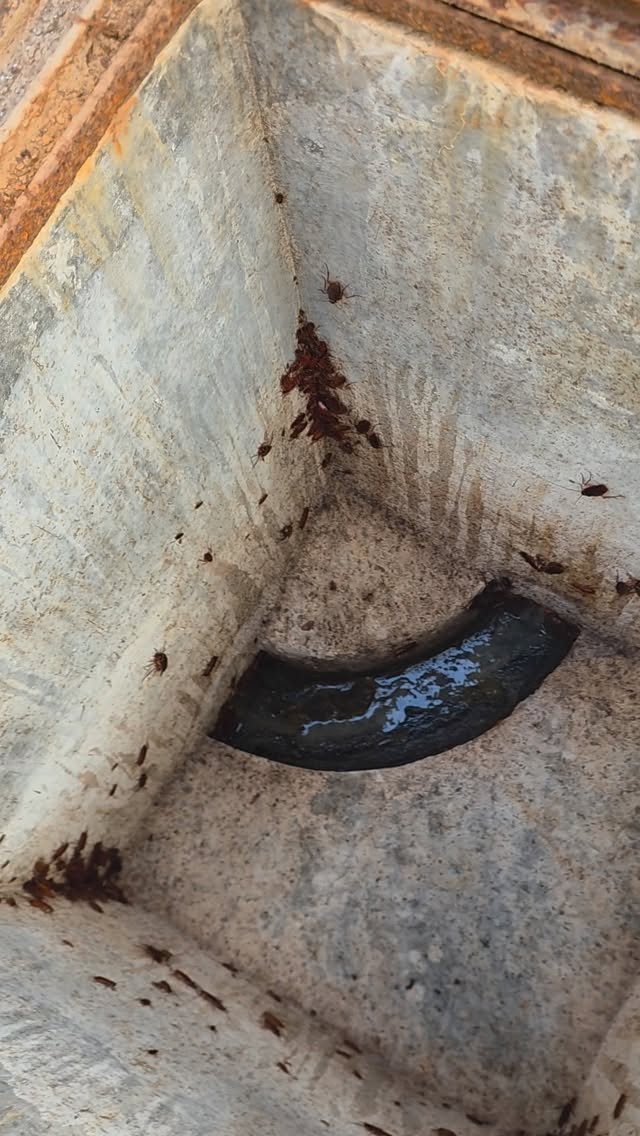 Nature pin