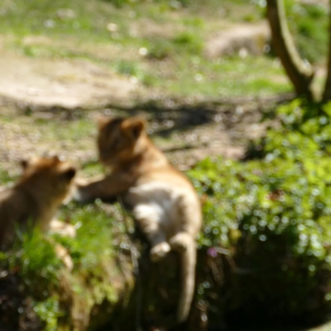 Kann schon passieren ,die Eltern sind immer in der Nähe 😍Asiatischer Löwe Tiergarten Nürnberg