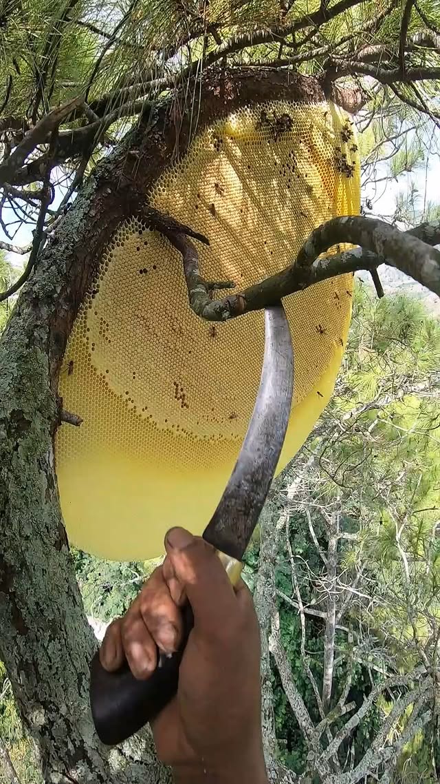 Nature pin
