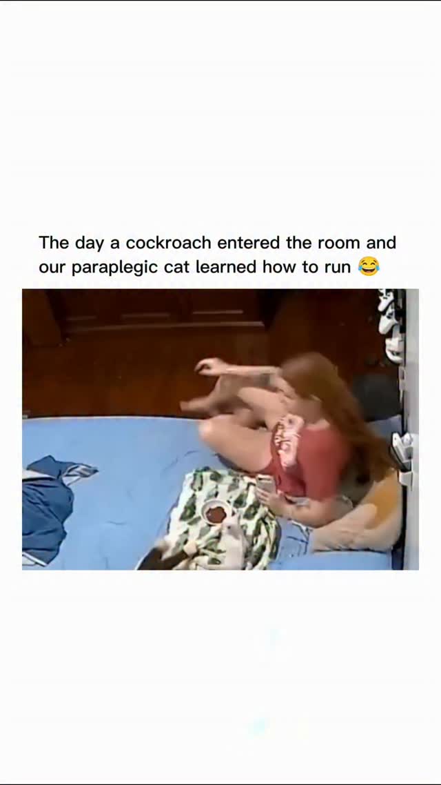 A hilarious video is going viral on social media, showing the moment a cockroach invades a bedroom a…