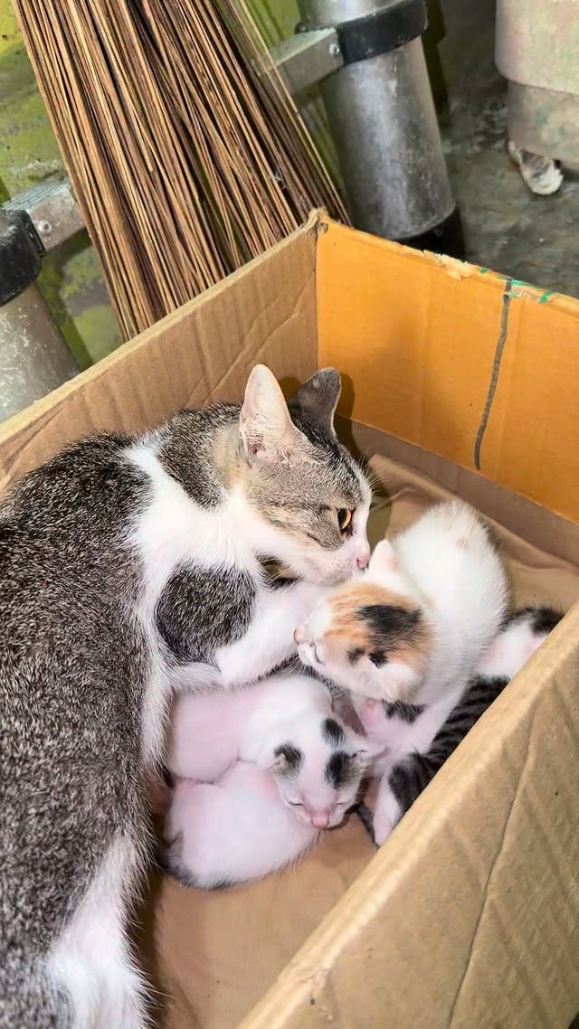 Animals pin