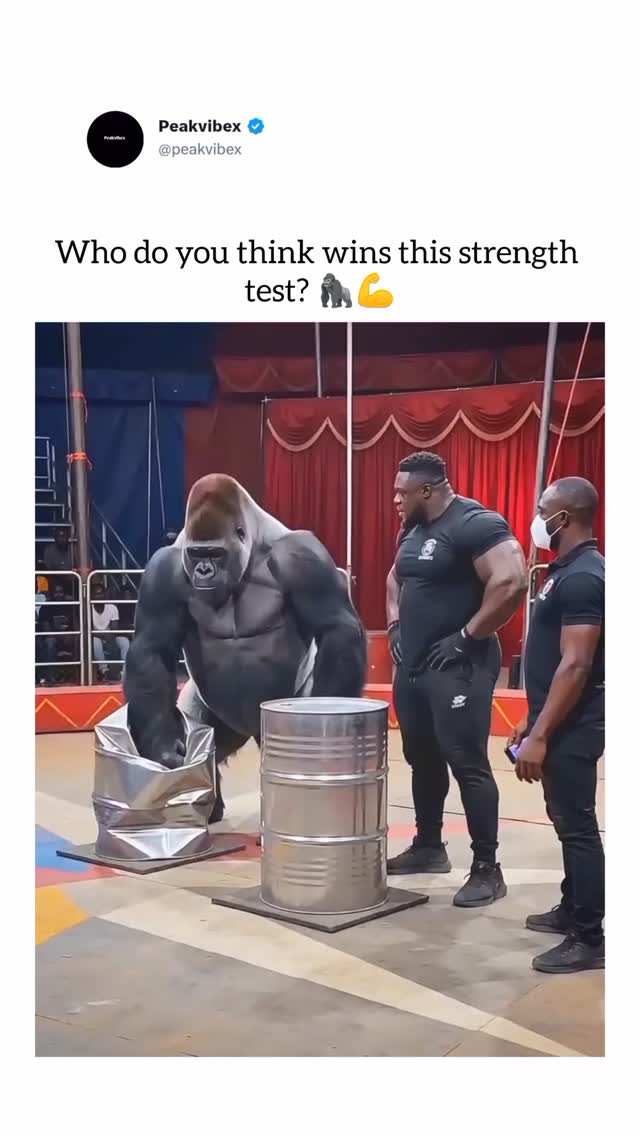 The video features a side-by-side strength comparison between an incredibly muscular man and a large…