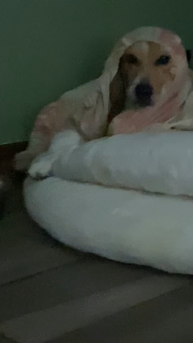 Como la amo