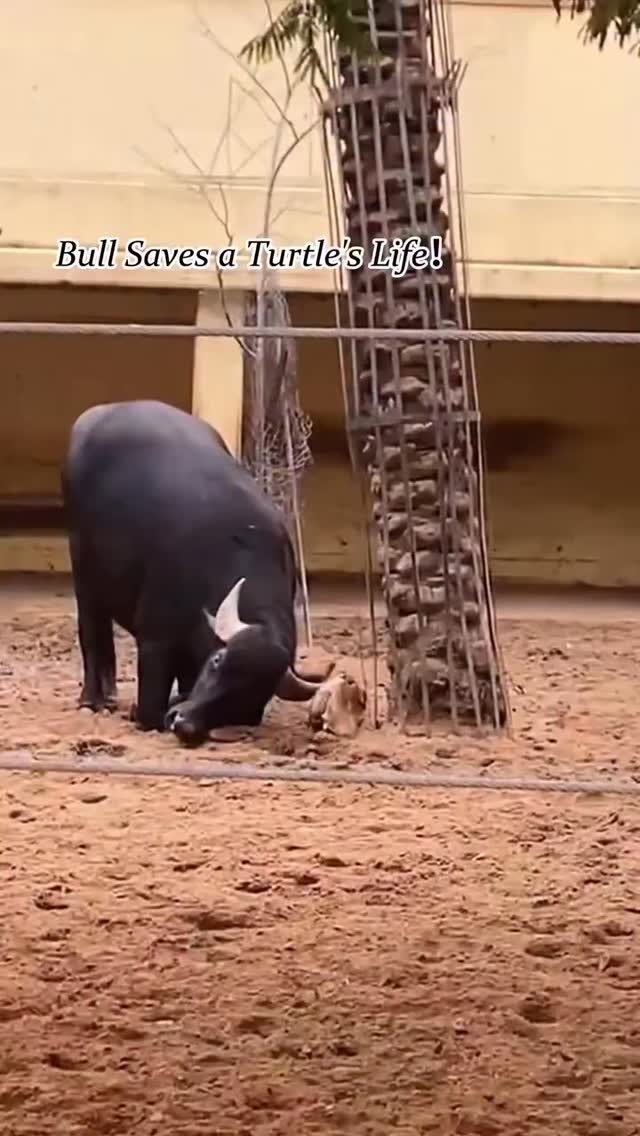Animals pin