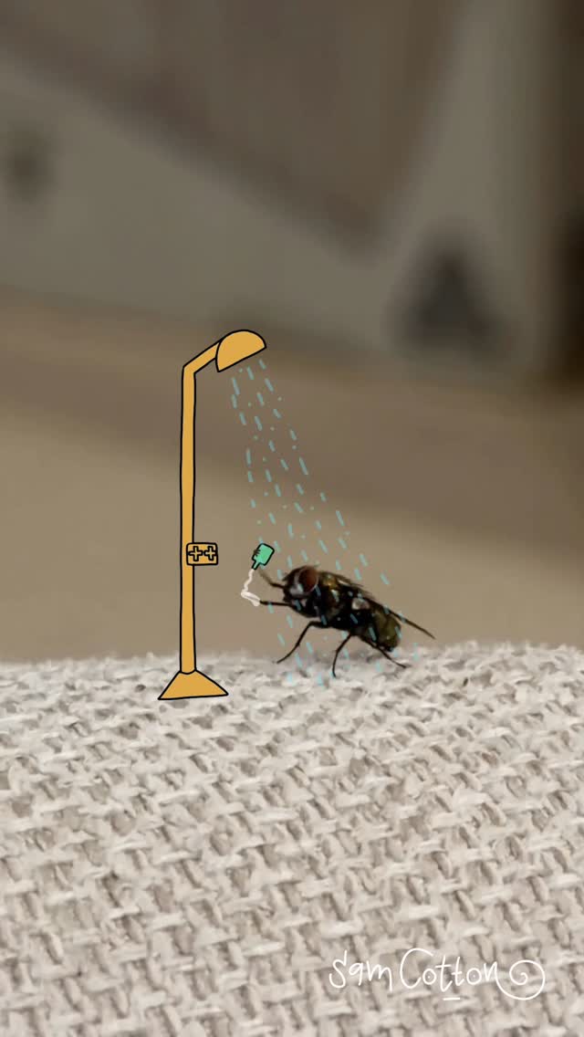 Hygienic fly
