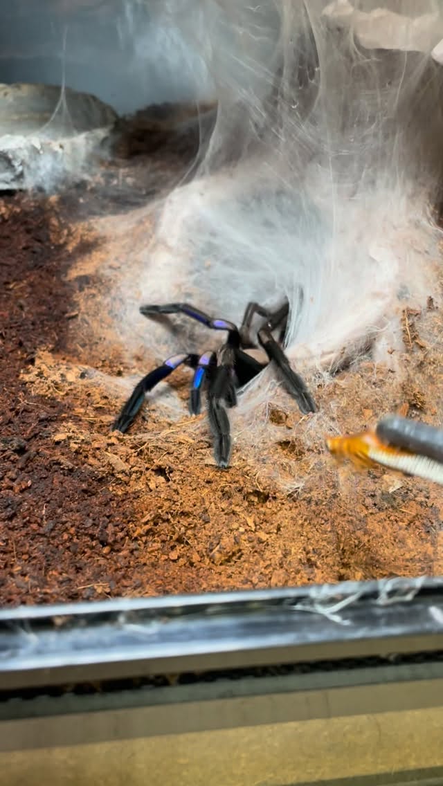 Chilobrachys Natanicharum (sp. Electric blue) ⚡️🕷️💙